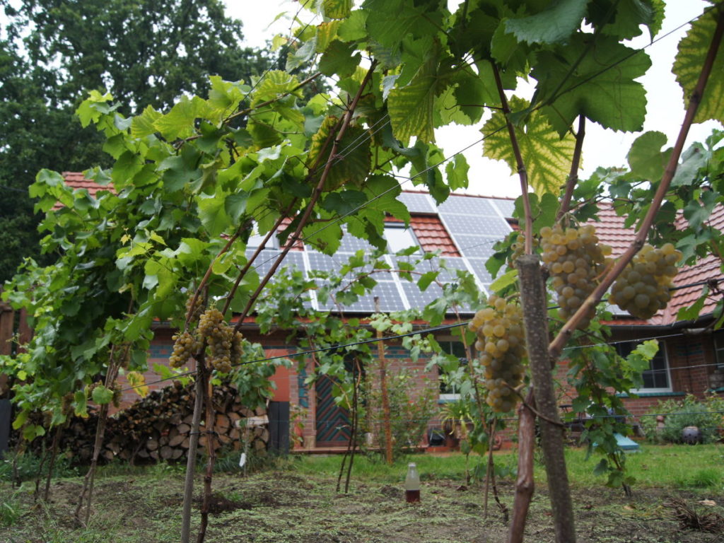 Unser Garten mit roten und weißen Trauben